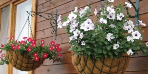 Kaskadna ampelna petunija opera supreme f1 (opera supreme): fotografija, recenzije